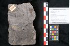 Foto (Objekt + Etikett) von Plantae indet.  (NHMW-GEO-2024-0188-11518)